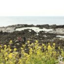 제주 올레길 12코스 이미지