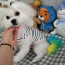 박촌강아지 이미지