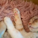 집사의하루 남포점 이미지