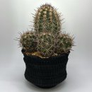 [판매중] 코피아포아 코쿰바나 Copiapoa coquimbana 이미지