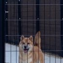 하늘켄넬 이미지