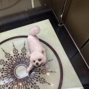 댕스케어센터 이미지