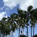 에코센트릭 | Day 6 _ Honeymoon 🍯 (Hawaii)