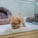 대구강아지분양 마마스미독 본점 이미지