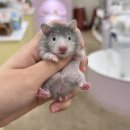 우다다햄쮸 이미지