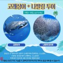 보홀스케치