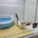 강진완도축협동물병원 | 강진고양이분양 먼치킨 (feat. 완도, 진도)