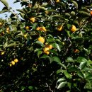 감불농장 이미지