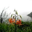 흔들리며 피는 꽃 이미지