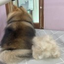 림&Doggy Salon 이미지