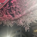 통돼지김치찌개전문점 | 평점 6.8점/10점] 강남 뱅뱅사서리 벚꽃길 주변 맛 통돼지 김치찌개 전문점 후기 (미나리 삼겹살 / 볶음밥)