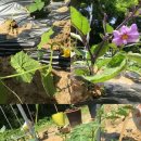 연서농장 이미지