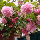 식물이야기 이미지