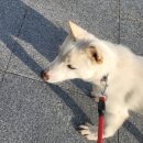 맡기고가개 | 보호소 강아지와 함께하는 캠핑 프로그램, 임실로 떠나는 입양 교감 캠핑 [안고가개 2025] 참여 후기 (1)