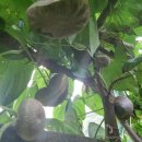 열매마(airpotato), 헛개열매 등을 재배 농산물등과 교환 이미지