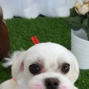 더 예쁘개 이미지