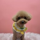 멍멍이 미용실 이미지