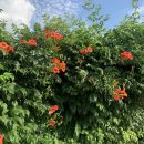 지니일상 :: 직장인 일상, 먹방, 팥빙수, 자취반찬, 드라이브, 주말, 방콕휴가