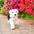 서랑목장 이미지