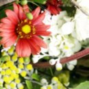 화비꽃방 이미지