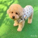 강아지 산책 필수템 진드기 퇴치제 클립 스프레이는 래핑찰리에요!
