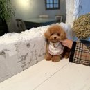 부산강아지분양 앨리펫 이미지