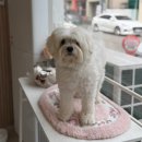 한결강아지미용실 이미지