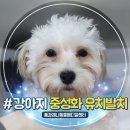 안산동물병원 | 안산 동물병원 강아지 수컷 중성화 수술 유치 발치 치료 후기!