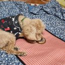 멍멍하누 이미지