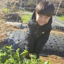 두현농장 Daum카페