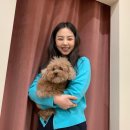 댕댕이 컷 이미지