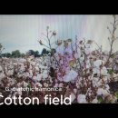 Cotton fields, G 1st 이미지