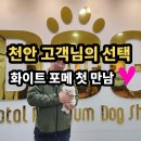 화이트포메라니안 | 천안 방문 고객님이 세종 강아지분양 원독을 선택한 이유 , 화이트 포메라니안 분양 후기