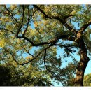 달성공원 이미지