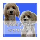 뽀송뽀송 애견미용 | 김해 삼계동 애견미용 추천 애견팡팡 애견미용 솔직한 후기