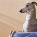 트루디독 이미지