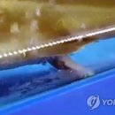 강원수족관 연합뉴스