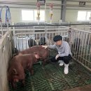 김영신축산 이미지