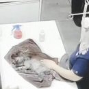 바로 동물병원 이미지