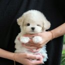 남지애견샵 이미지