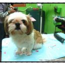 삐삐펫살롱 이미지