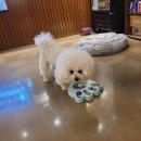 태평하개 이미지