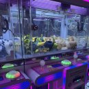 우주인형뽑기 이미지