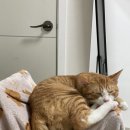 탱크 PC방 | 👶🏻 4w 3d | 서울 나들이, 회계사 2차 시험 (1), 흰 토끼 태몽, 서울 남포면옥, 롯백본점 아크레도, 루이...