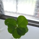 리스타트 안경 이미지