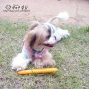 쮸 이미지
