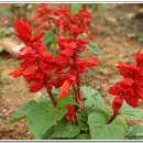 시루비아 이미지