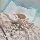 단짝 가을 봄 고정아 거창 가온힐링문화체험연구소