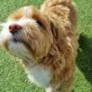 견학생스쿨 | 시흥애견훈련 전문 견학생스쿨에서 사랑스러운 강아지 믿고 맏겼어요!