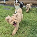 호야별 애견유치원 이미지